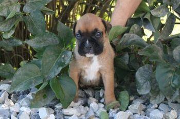 Puppies in PA